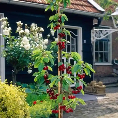 ✨Top Grade & Productive – Chilean Cherry Seeds Direct from Origin🌱BUY 1 GET 1 FREE! 🌱