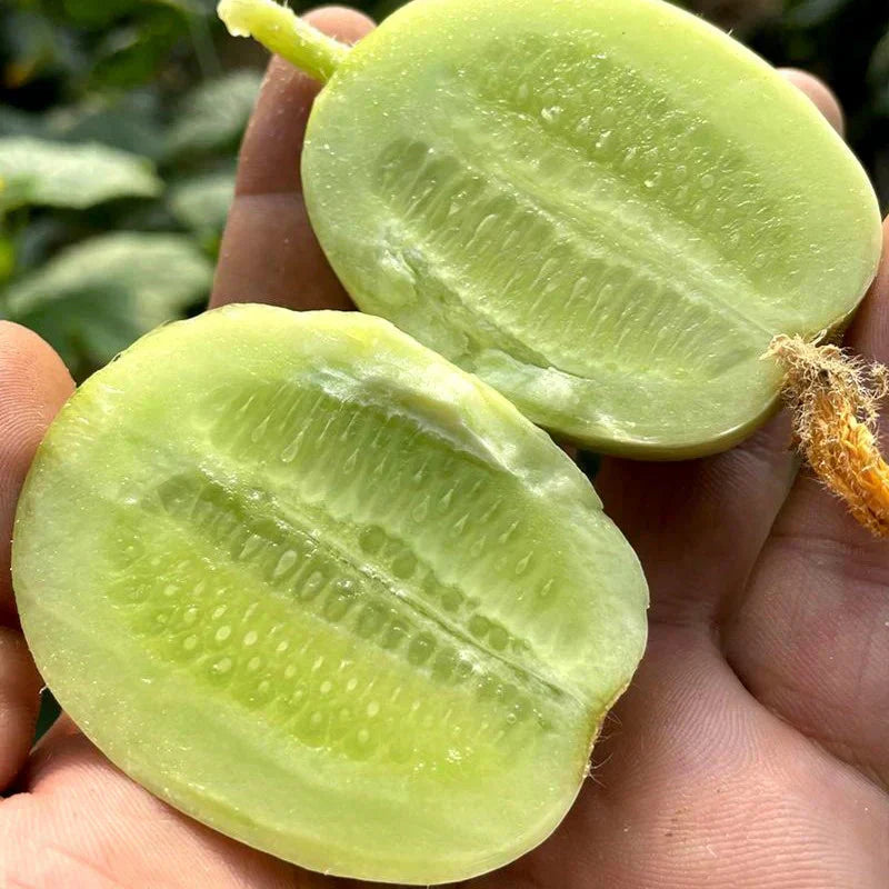 Golden Lady Cucumber Seed