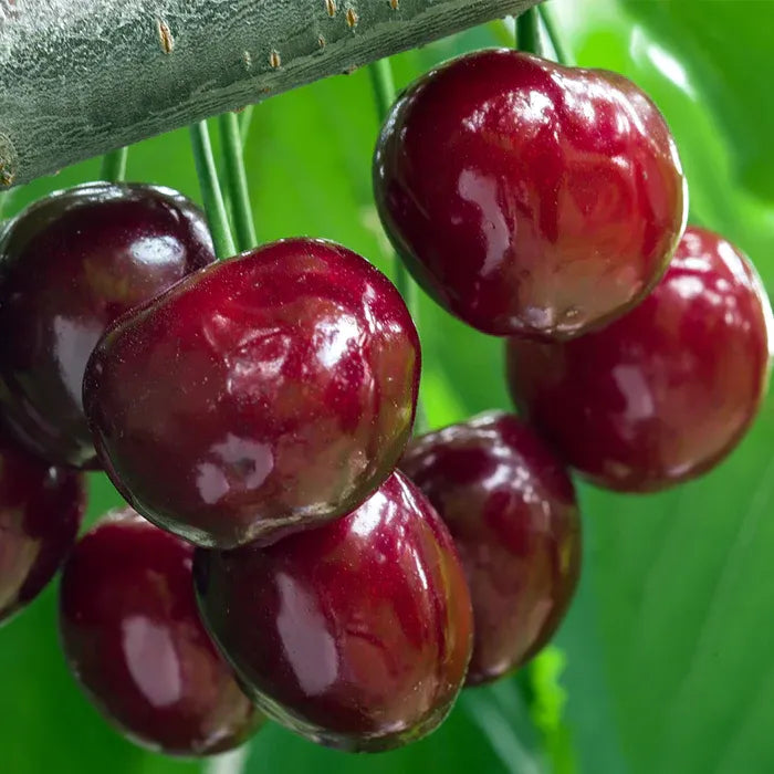 ✨Top Grade & Productive – Chilean Cherry Seeds Direct from Origin🌱BUY 1 GET 1 FREE! 🌱