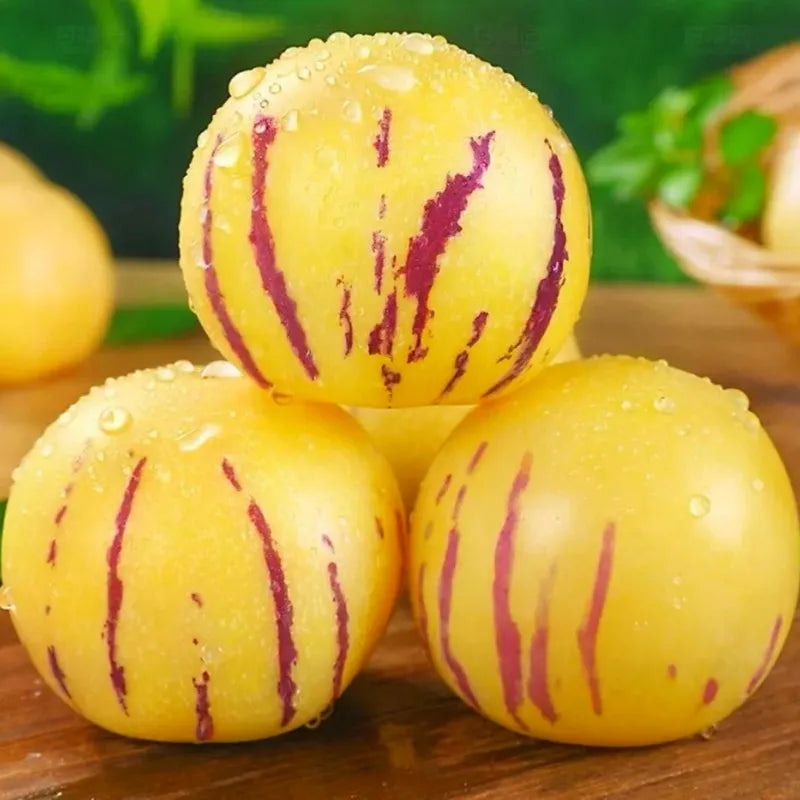 🌿✨Ginseng fruit seeds: Discover the power of nature in your garden! 🌱BUY 1 GET 1 FREE! 🌱🌿