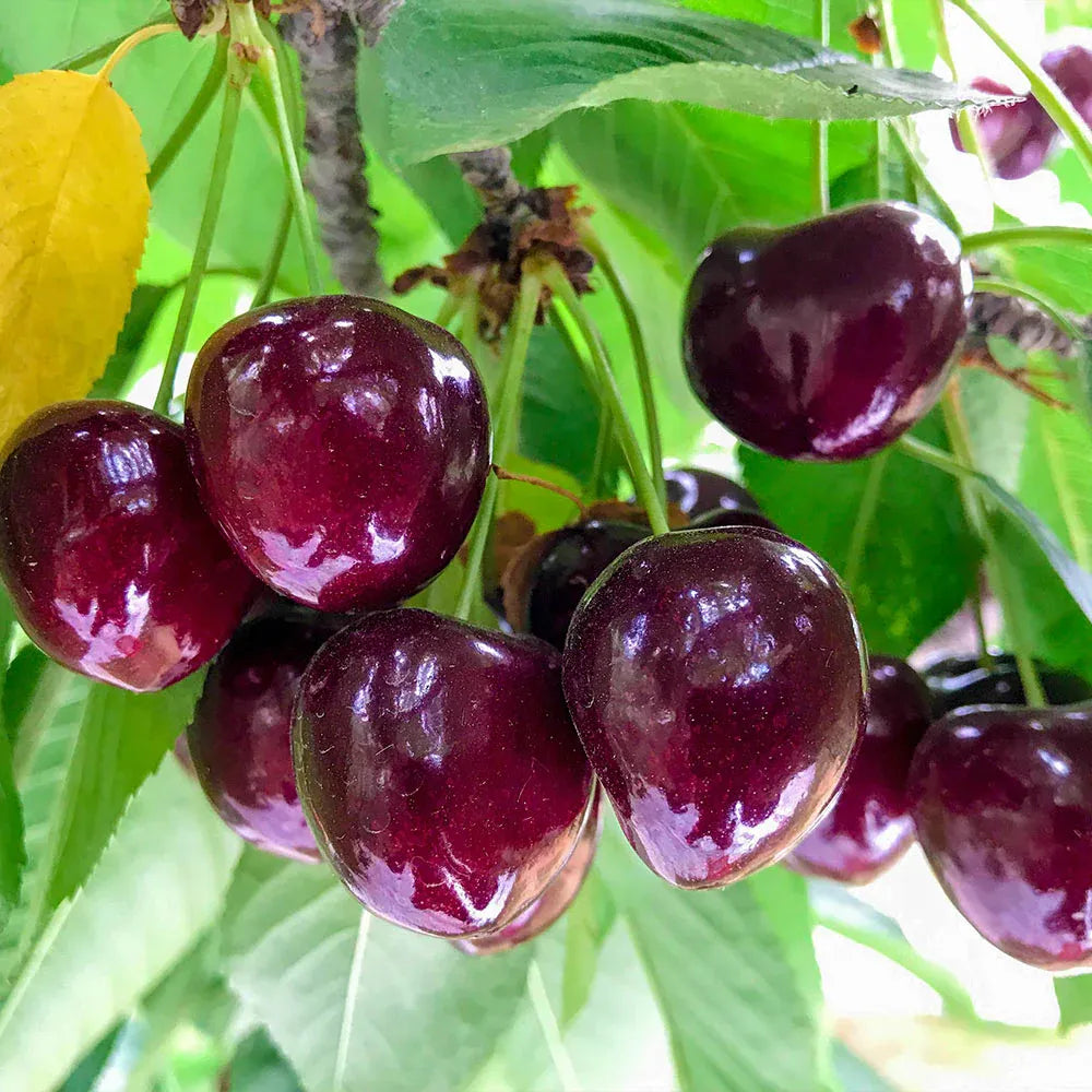 ✨Top Grade & Productive – Chilean Cherry Seeds Direct from Origin🌱BUY 1 GET 1 FREE! 🌱