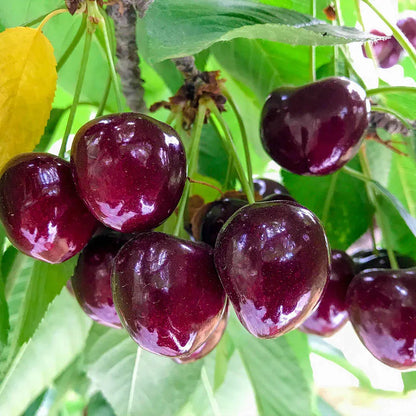 ✨Top Grade & Productive – Chilean Cherry Seeds Direct from Origin🌱BUY 1 GET 1 FREE! 🌱