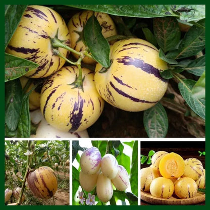 🌿✨Ginseng fruit seeds: Discover the power of nature in your garden! 🌱BUY 1 GET 1 FREE! 🌱🌿