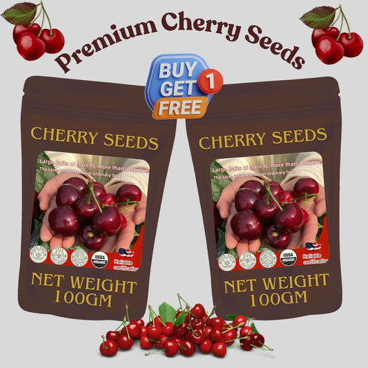 ✨Top Grade & Productive – Chilean Cherry Seeds Direct from Origin🌱BUY 1 GET 1 FREE! 🌱