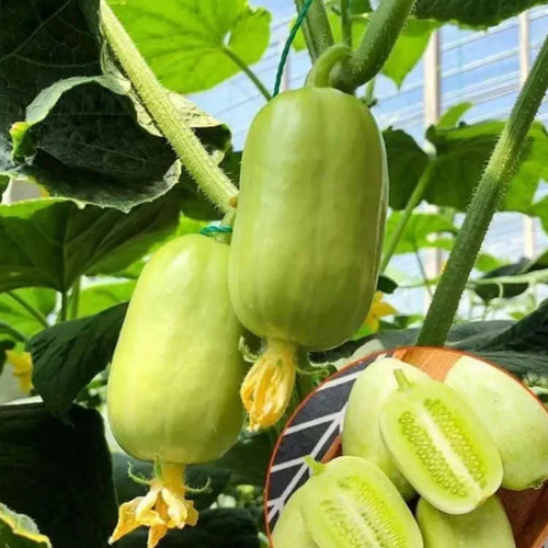 Golden Lady Cucumber Seed