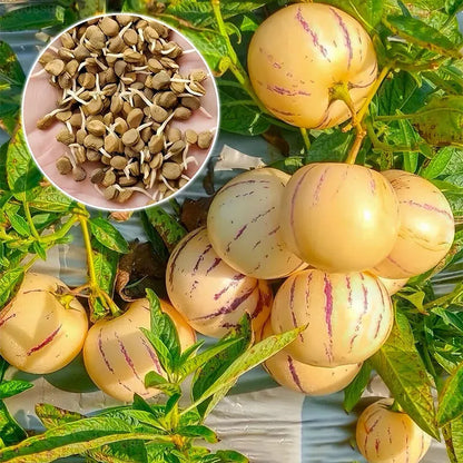 🌿✨Ginseng fruit seeds: Discover the power of nature in your garden! 🌱BUY 1 GET 1 FREE! 🌱🌿