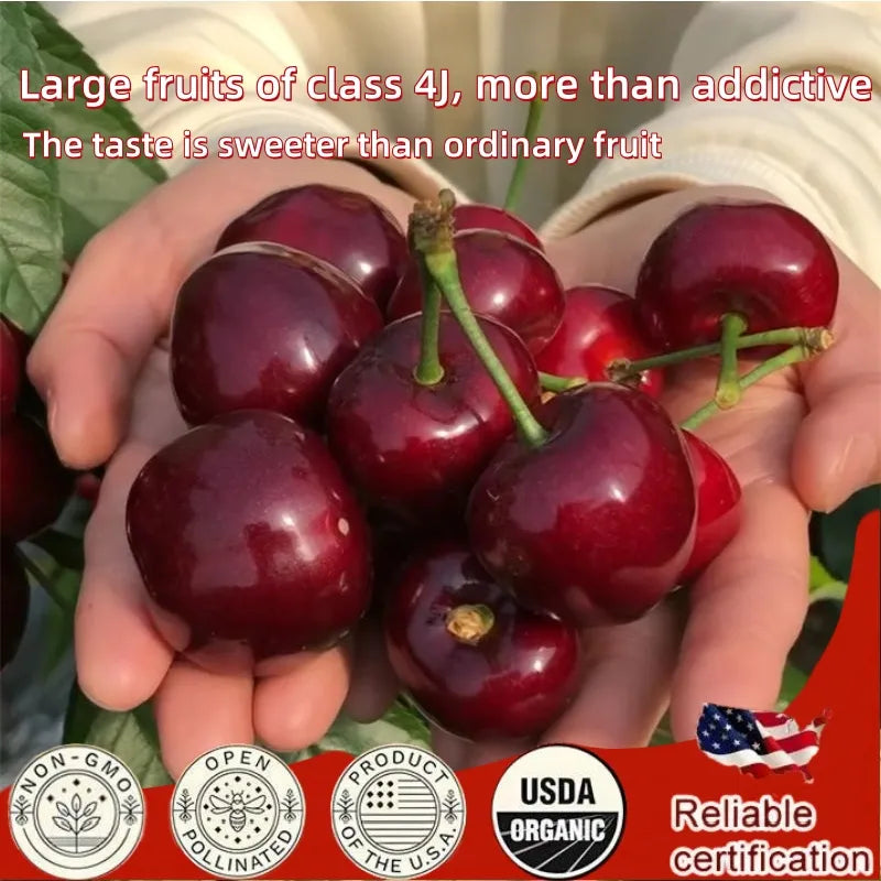 ✨Top Grade & Productive – Chilean Cherry Seeds Direct from Origin🌱BUY 1 GET 1 FREE! 🌱