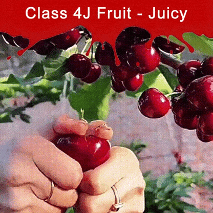 ✨Top Grade & Productive – Chilean Cherry Seeds Direct from Origin🌱BUY 1 GET 1 FREE! 🌱