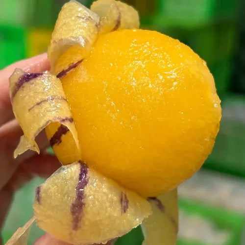🌿✨Ginseng fruit seeds: Discover the power of nature in your garden! 🌱BUY 1 GET 1 FREE! 🌱🌿