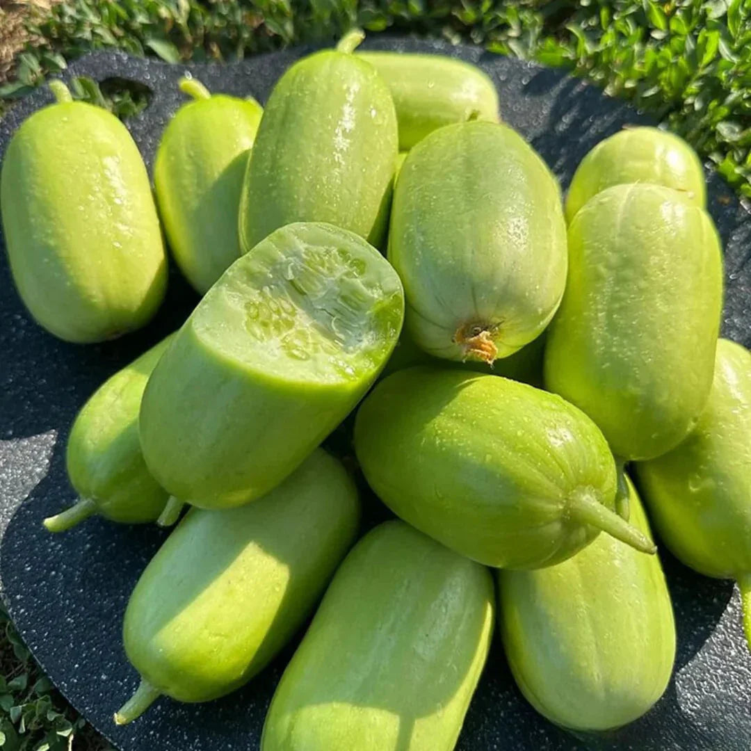 Golden Lady Cucumber Seed