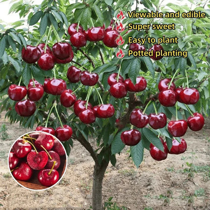 ✨Top Grade & Productive – Chilean Cherry Seeds Direct from Origin🌱BUY 1 GET 1 FREE! 🌱