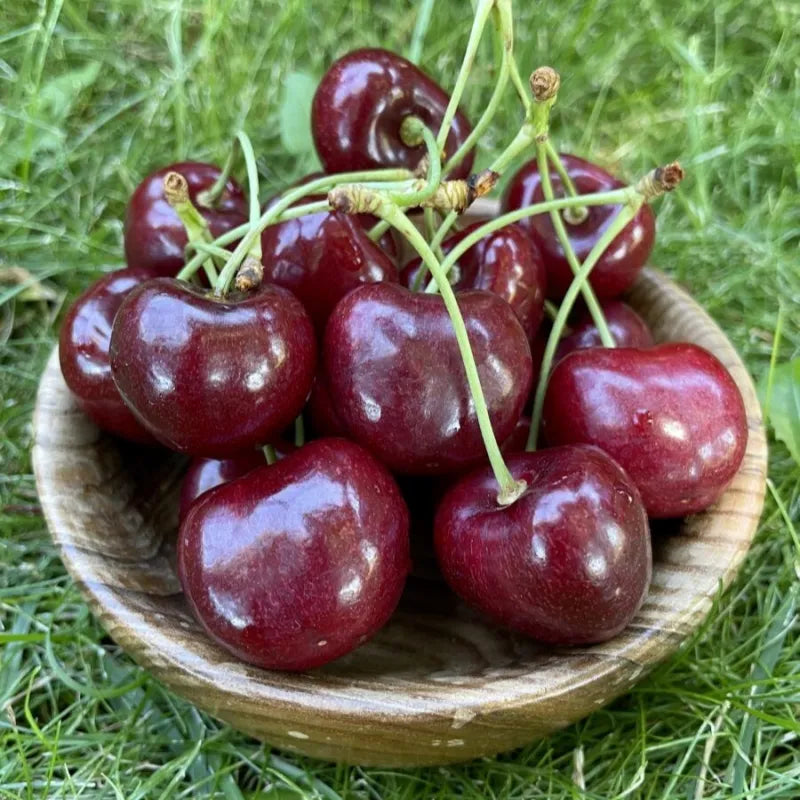 ✨Top Grade & Productive – Chilean Cherry Seeds Direct from Origin🌱BUY 1 GET 1 FREE! 🌱