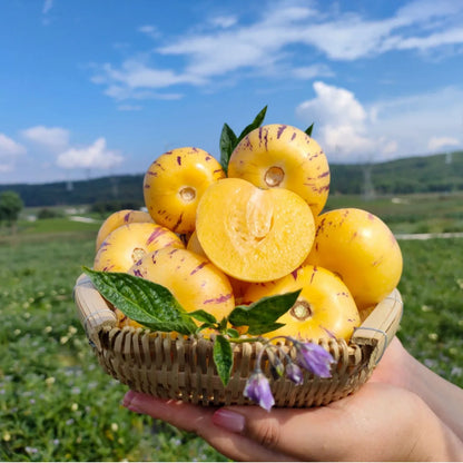 🌿✨Ginseng fruit seeds: Discover the power of nature in your garden! 🌱BUY 1 GET 1 FREE! 🌱🌿