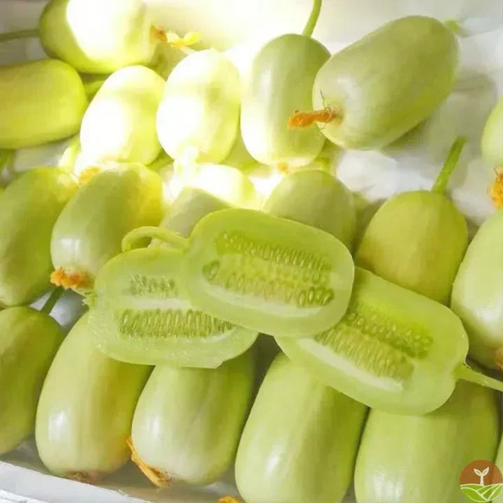 Golden Lady Cucumber Seed