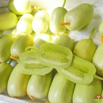 Golden Lady Cucumber Seed