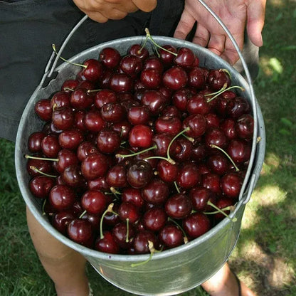 ✨Top Grade & Productive – Chilean Cherry Seeds Direct from Origin🌱BUY 1 GET 1 FREE! 🌱