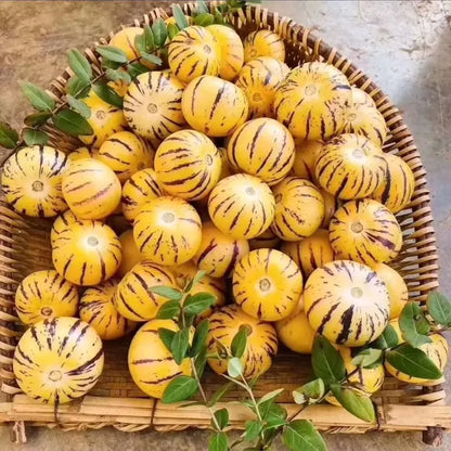 🌿✨Ginseng fruit seeds: Discover the power of nature in your garden! 🌱BUY 1 GET 1 FREE! 🌱🌿