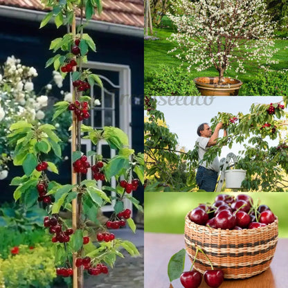 ✨Top Grade & Productive – Chilean Cherry Seeds Direct from Origin🌱BUY 1 GET 1 FREE! 🌱