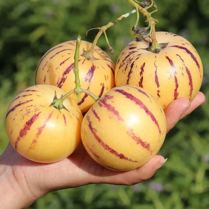 🌿✨Ginseng fruit seeds: Discover the power of nature in your garden! 🌱BUY 1 GET 1 FREE! 🌱🌿