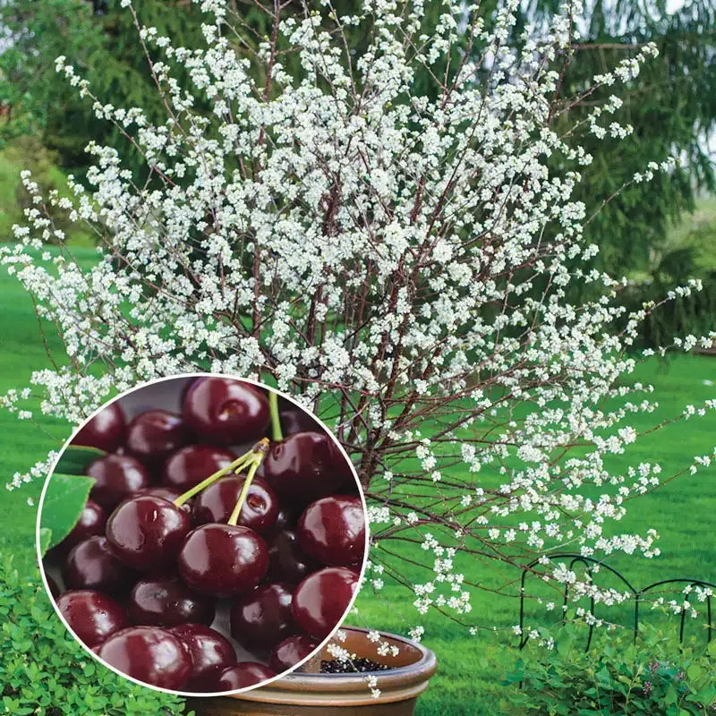 ✨Top Grade & Productive – Chilean Cherry Seeds Direct from Origin🌱BUY 1 GET 1 FREE! 🌱