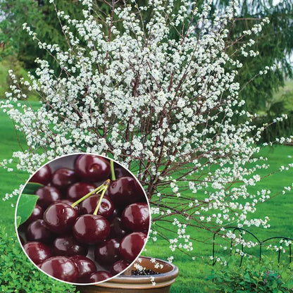 ✨Top Grade & Productive – Chilean Cherry Seeds Direct from Origin🌱BUY 1 GET 1 FREE! 🌱
