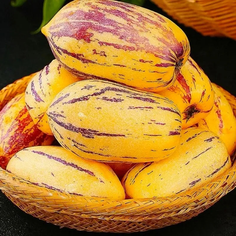🌿✨Ginseng fruit seeds: Discover the power of nature in your garden! 🌱BUY 1 GET 1 FREE! 🌱🌿
